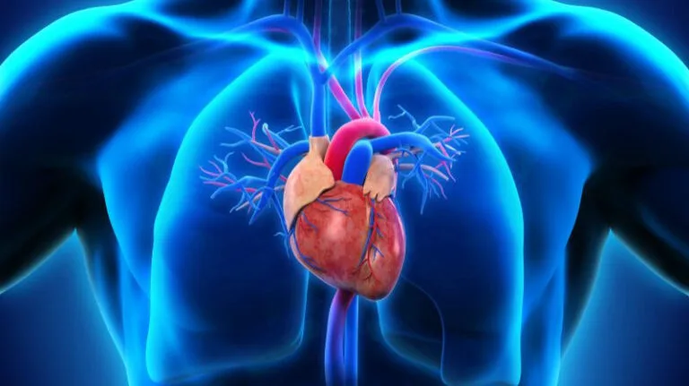 The Heart and Circulatory System: A Complete Guide to How Your Body Pumps Life The Heart and Circulatory System