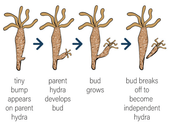 Human Reproductive Systems: A Detailed Explanation
