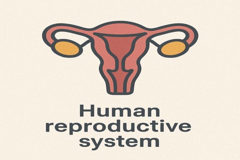 Human Reproductive Systems: A Detailed Explanation